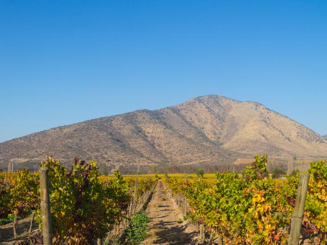 <p>Chile’s wine producers are having to adapt because of climate change</p>
