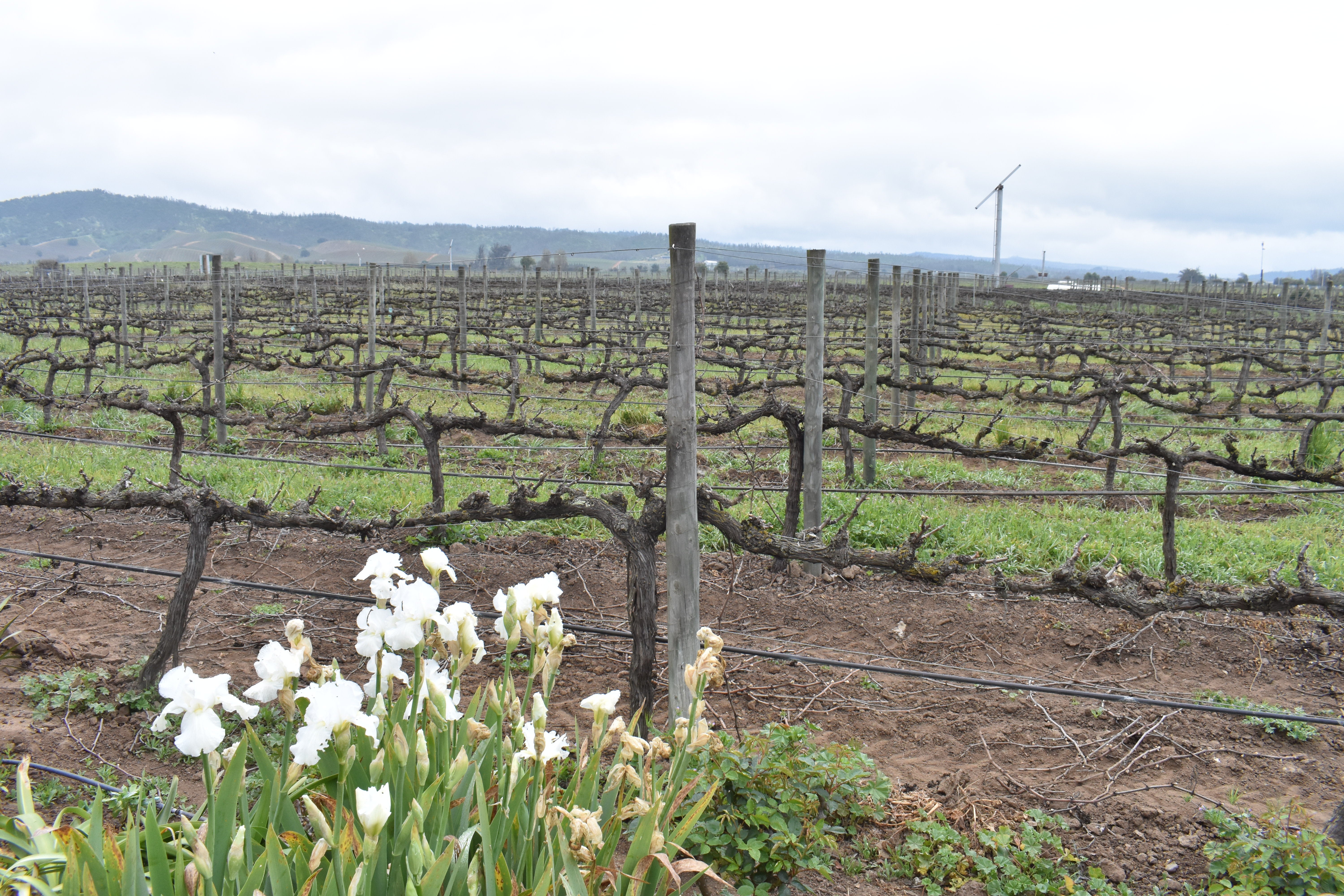 A boutique 250-acre vineyard for cool-climate wines