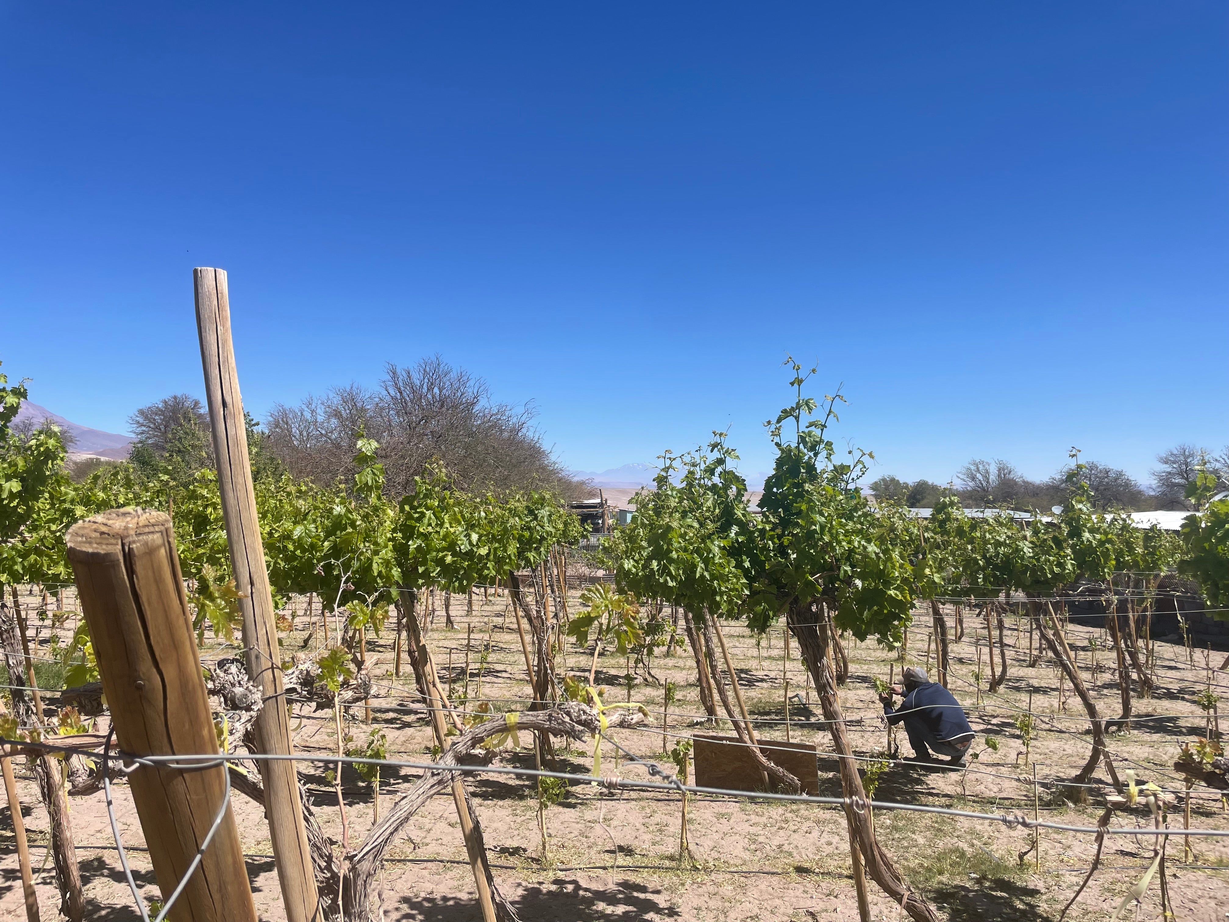 The world’s second-highest altitude vineyard