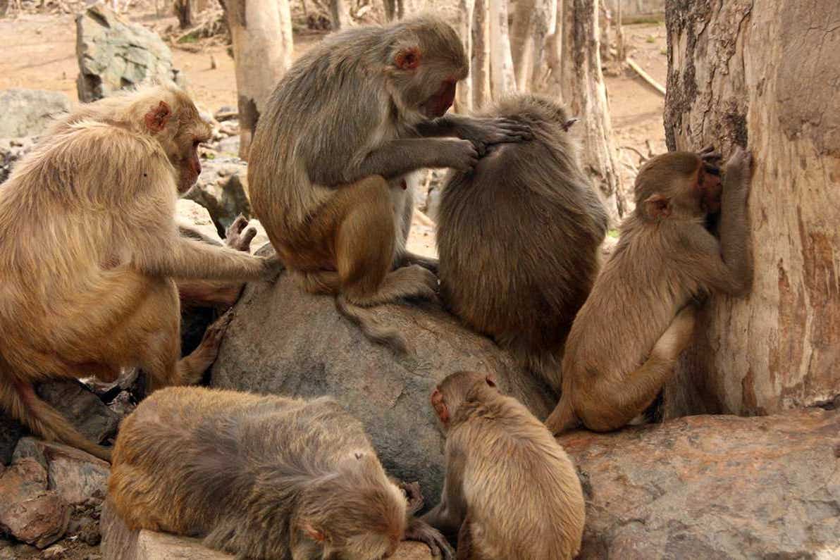 Macaques on the island of Cayo Santiago (Lauren Brent/University of Oxford/PA)