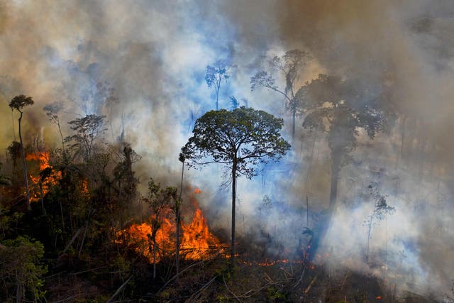 <p>What is happening in the world’s tropical forests – the scene of 80 per cent of the destruction – is literally criminal</p>
