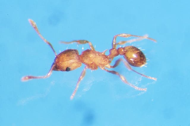 <p>Little fire ant worker</p>