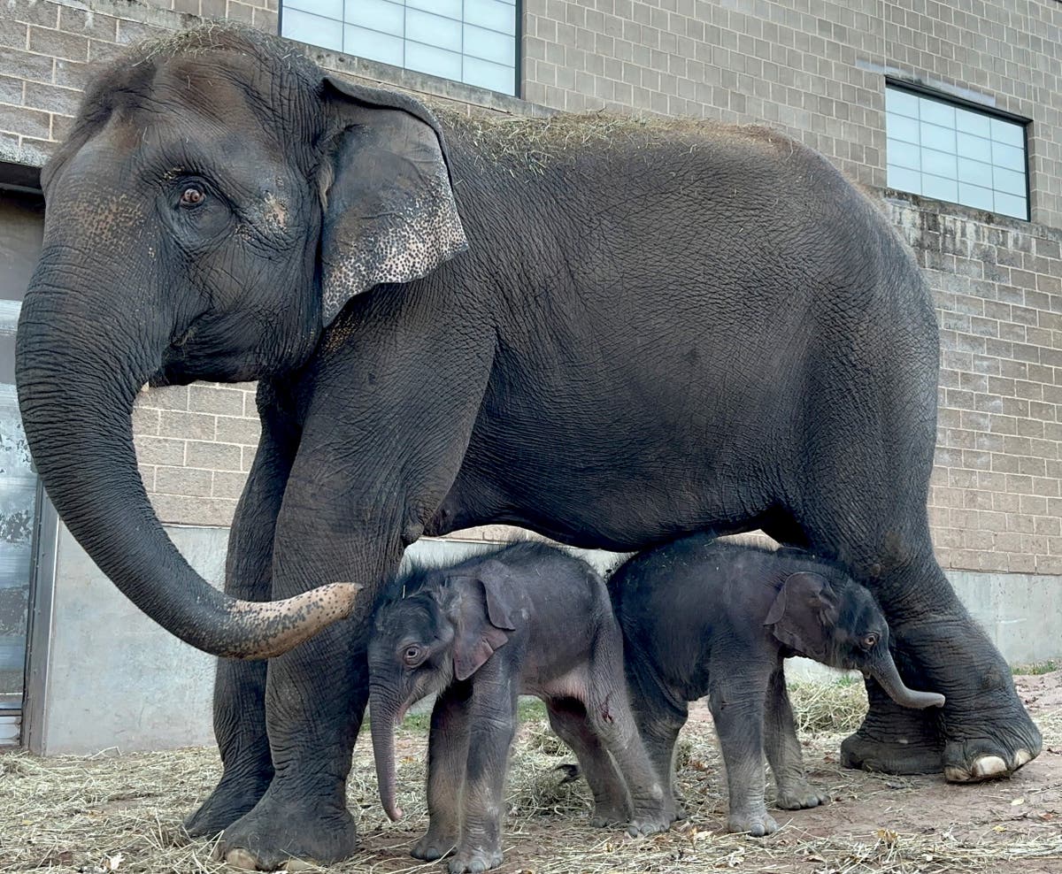 Miracle elephant twins born in 'historic moment' at Syracuse zoo