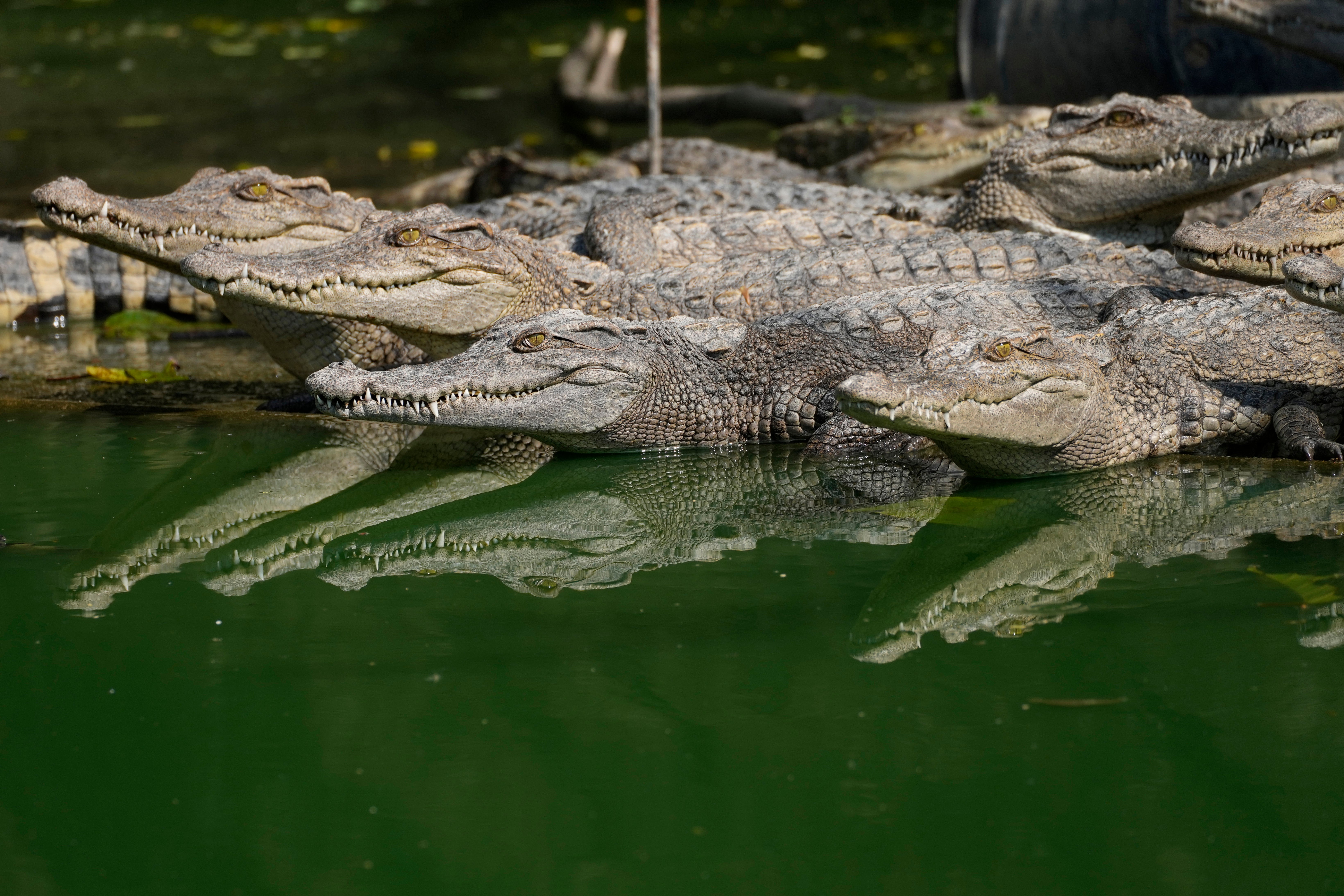 Thailand Crocodiles
