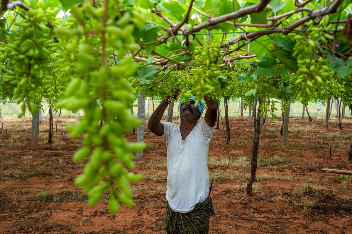 In dry, unreliable weather, Indian farmers restore arid land