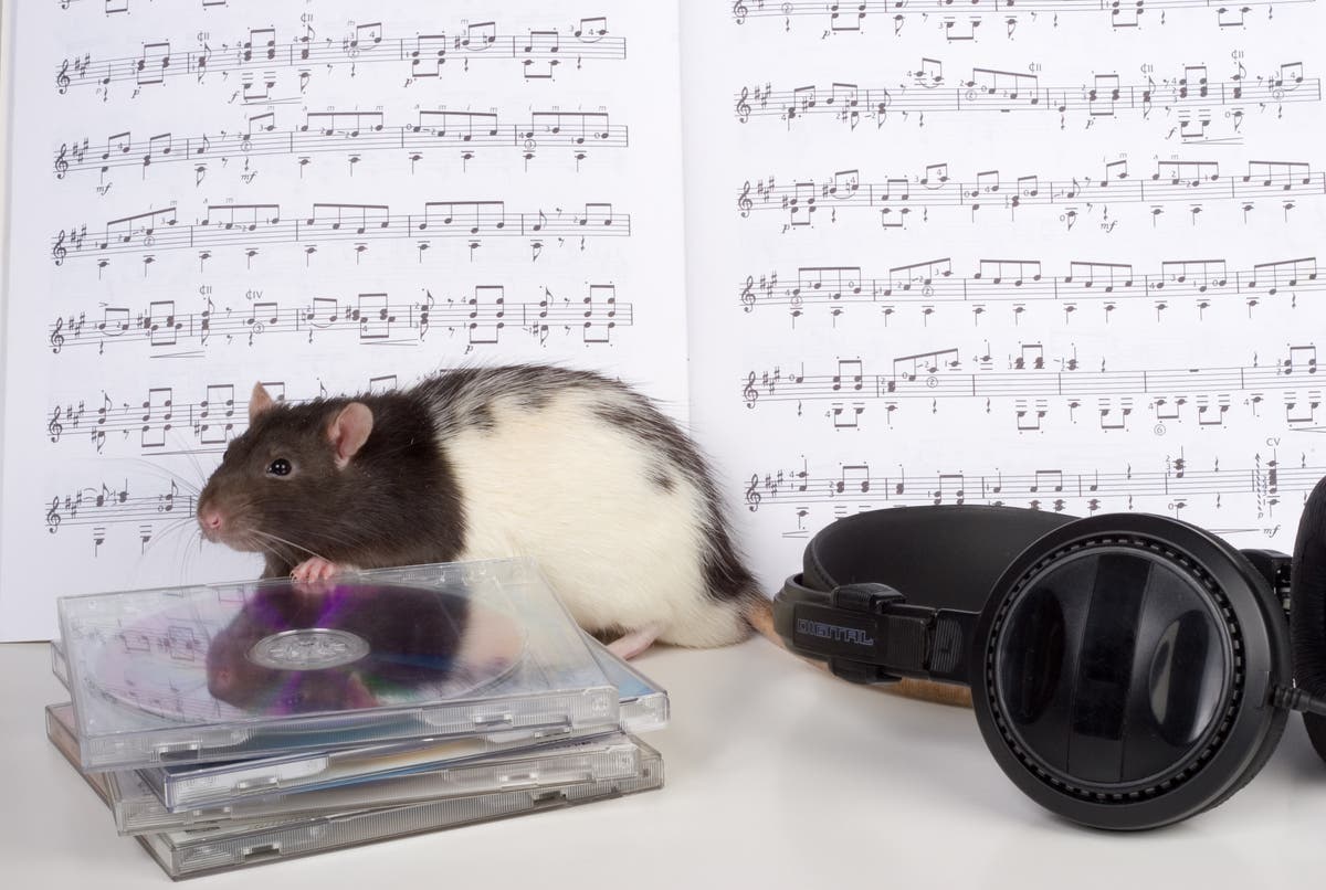 Rats have an innate sense of rhythm and  can bop in time to Mozart, scientists find