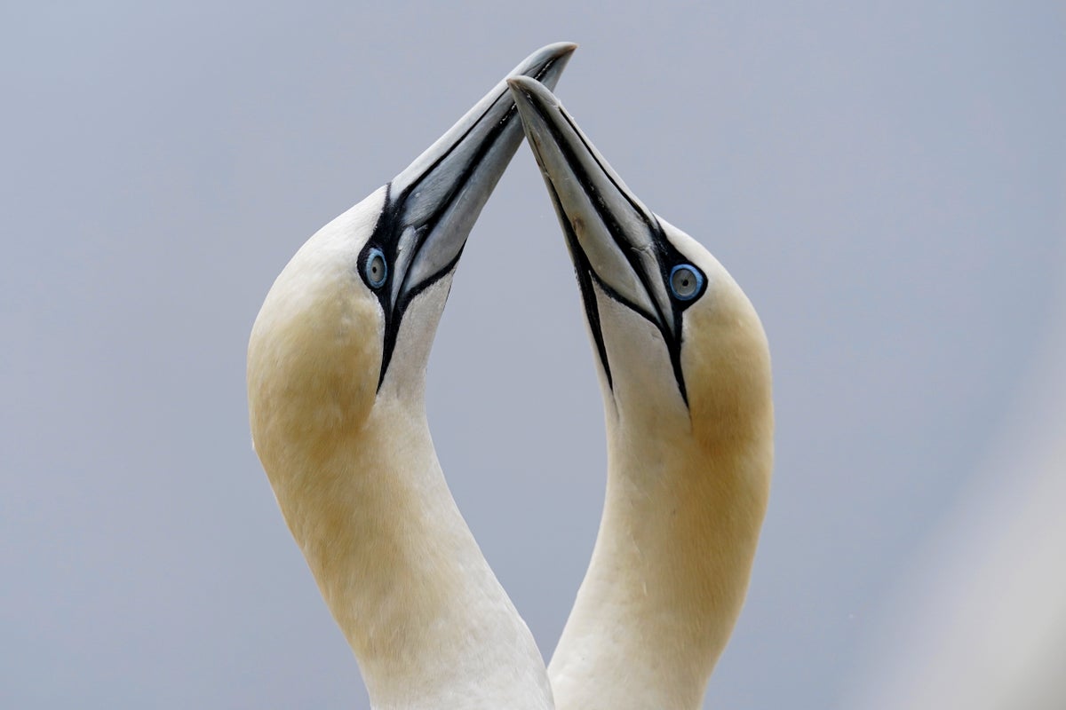 Climate reshapes life for tenacious gannets on Quebec isle