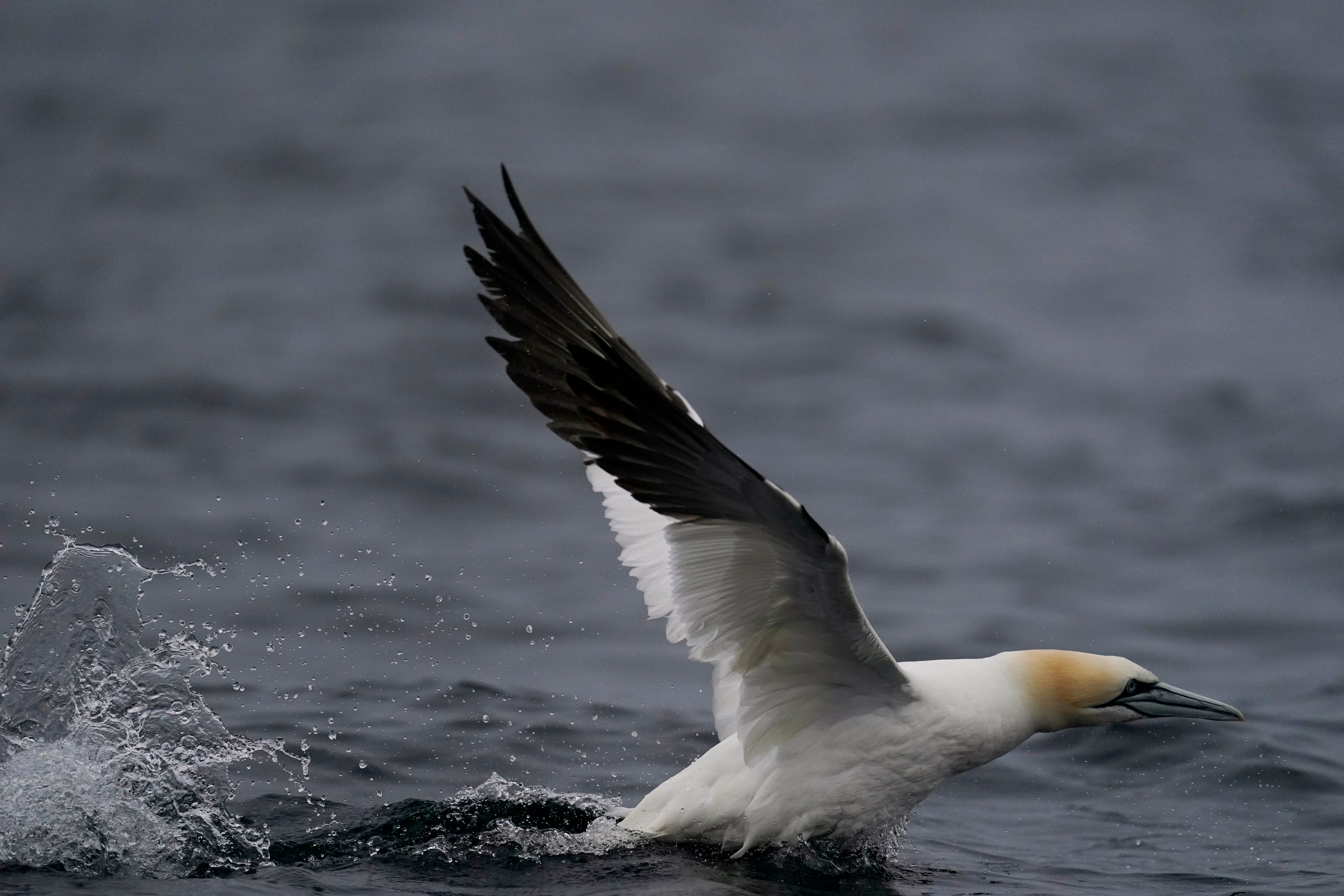 COP27 Climate Bonaventure Gannets