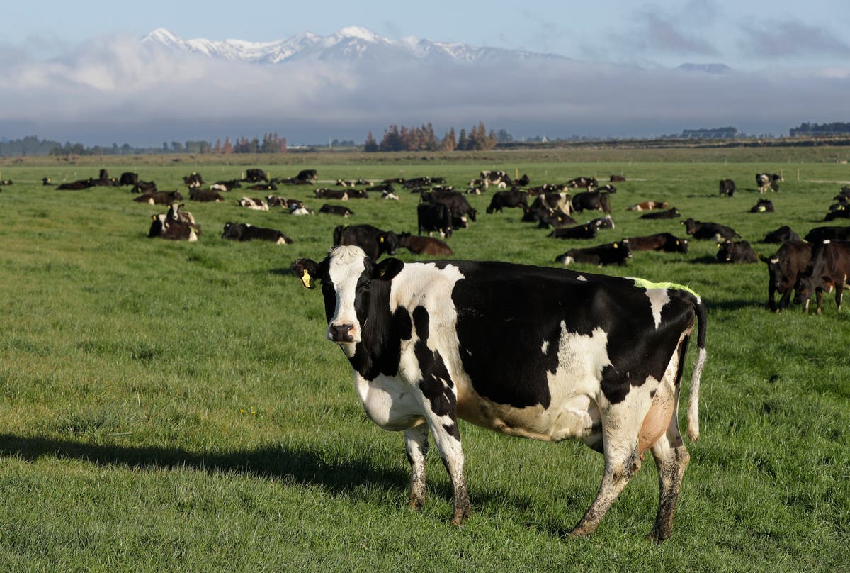 New Zealand targets cow burps to help reduce global warming