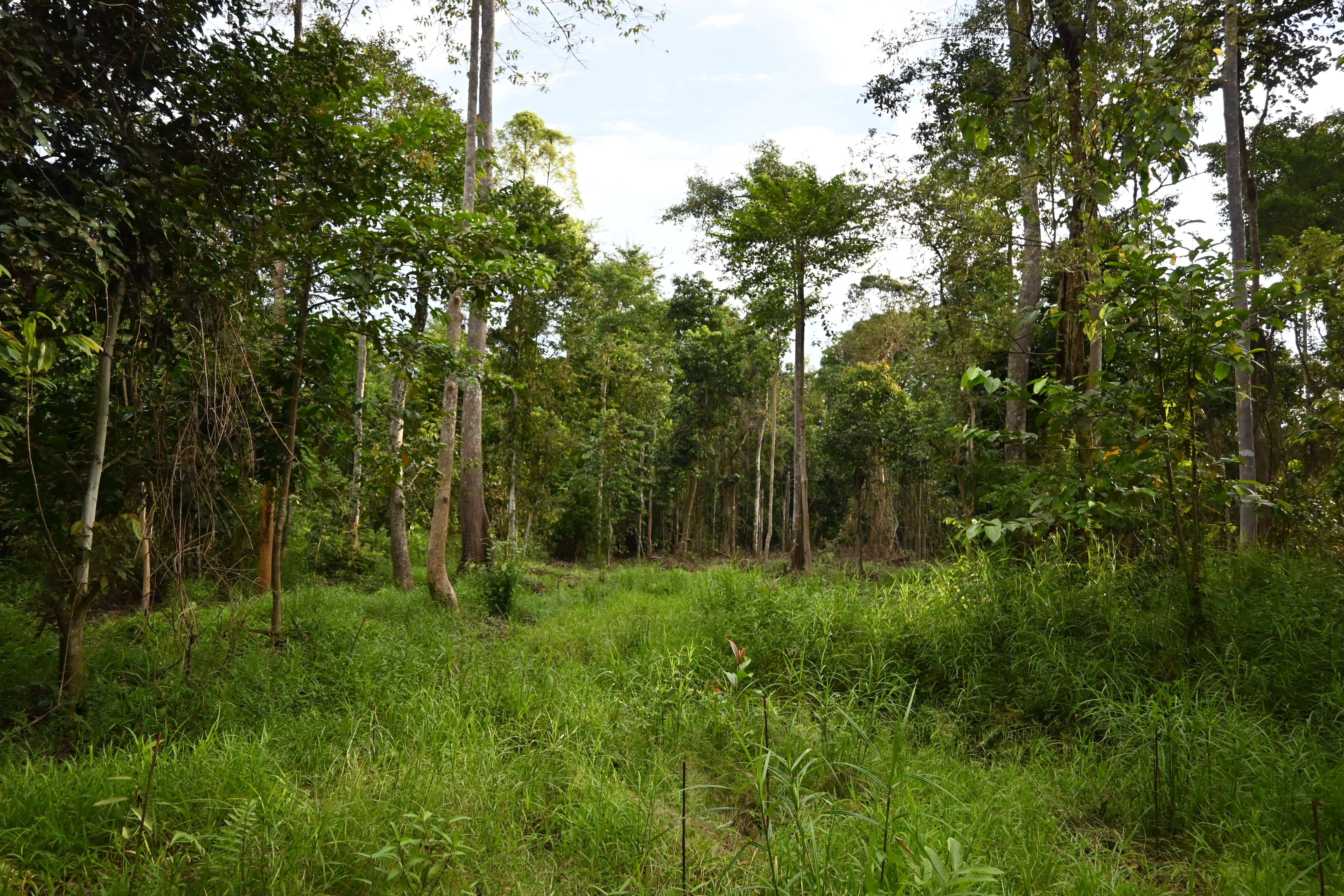 Nearly half of all the trees planted as part of restoration programmes in tropical forests in Asia do not survive more than five years, research has revealed (Lindsay F Banin/UK Centre for Ecology & Hydrology/PA)