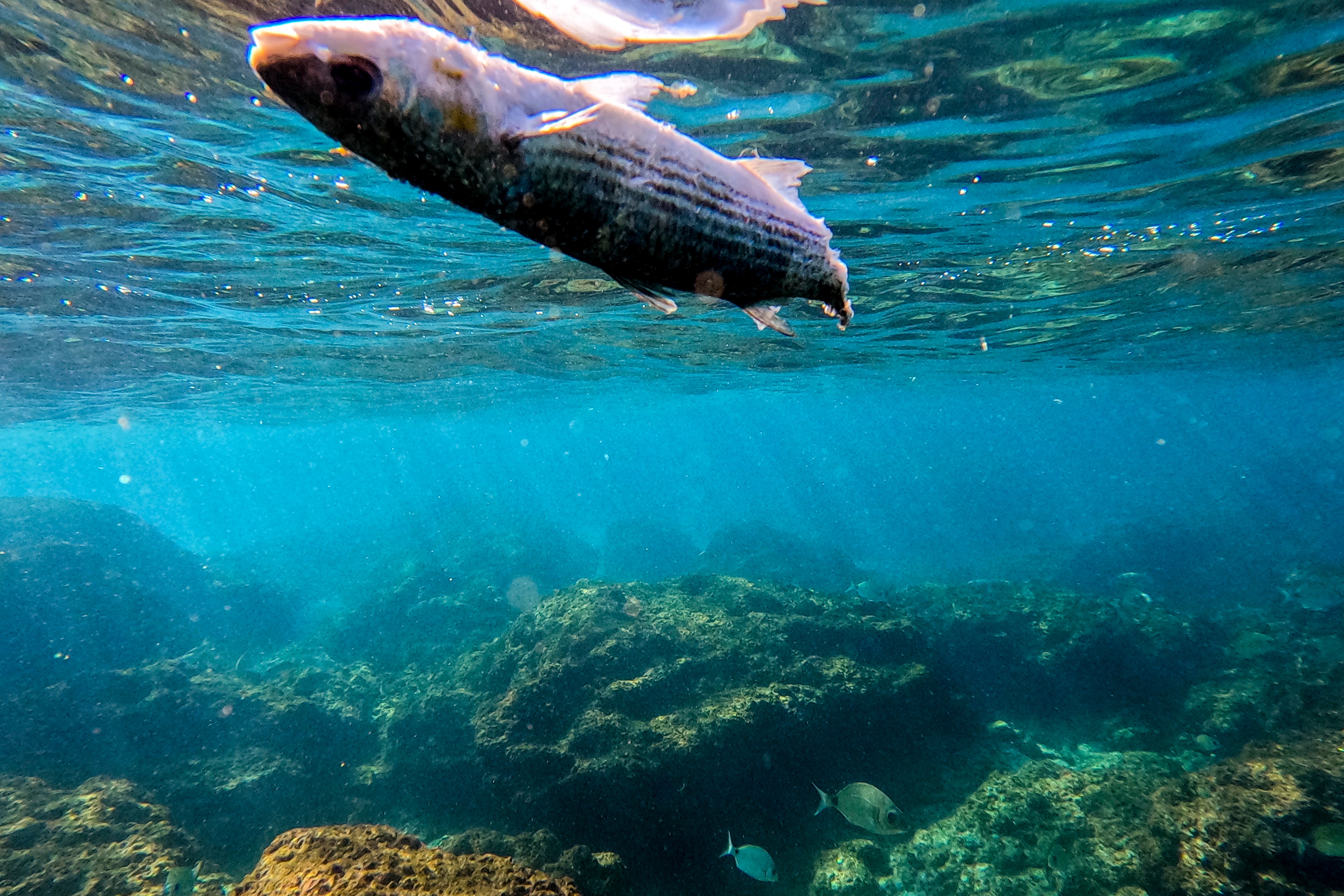 COP27 Israel Marine Protected Areas