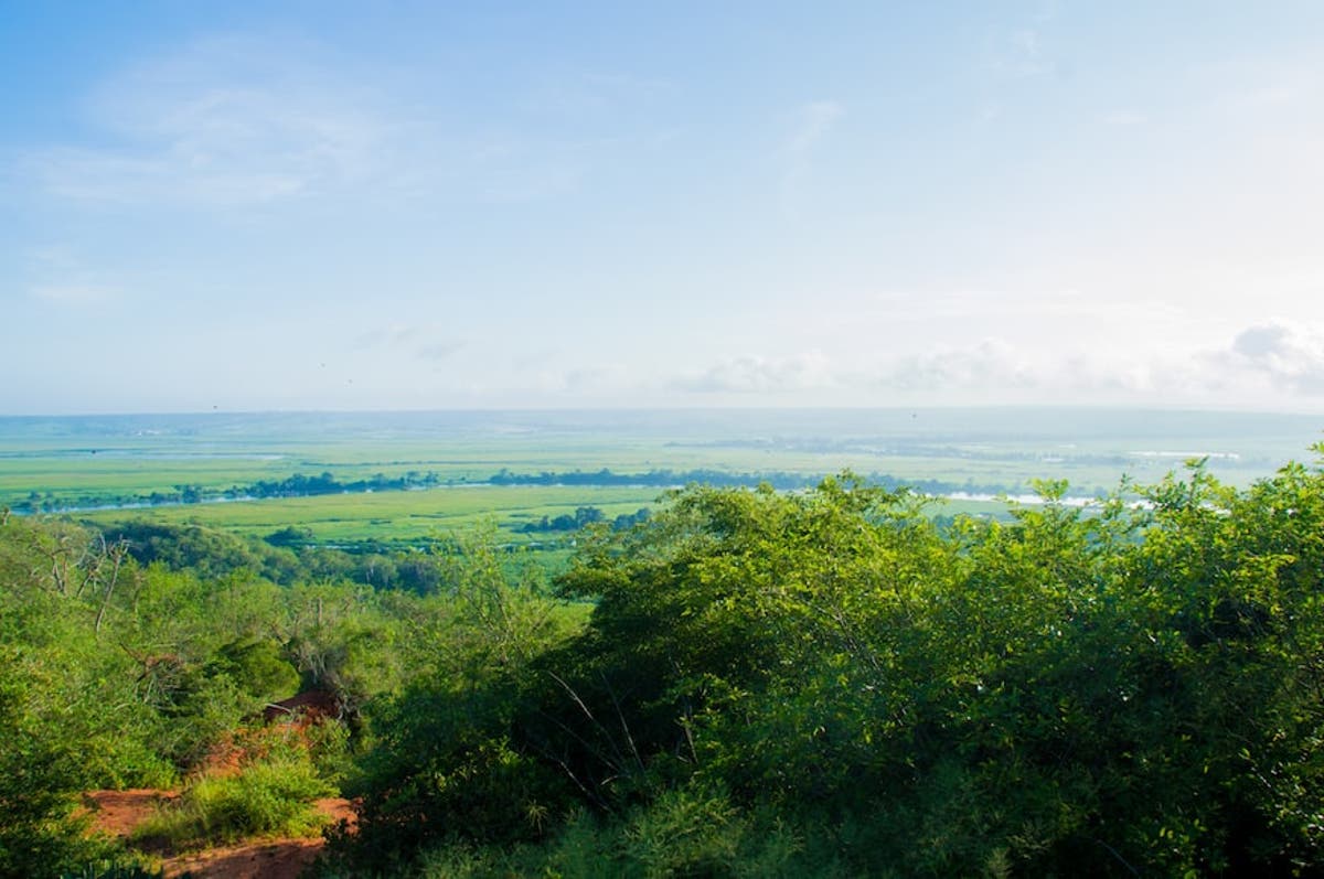 Angolan communities criticise timber exploration without sustainable development plan