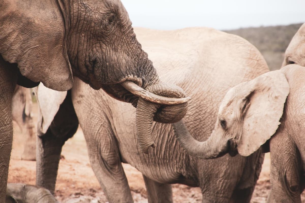 Gaps in southern African states’ application to reopen ivory sales