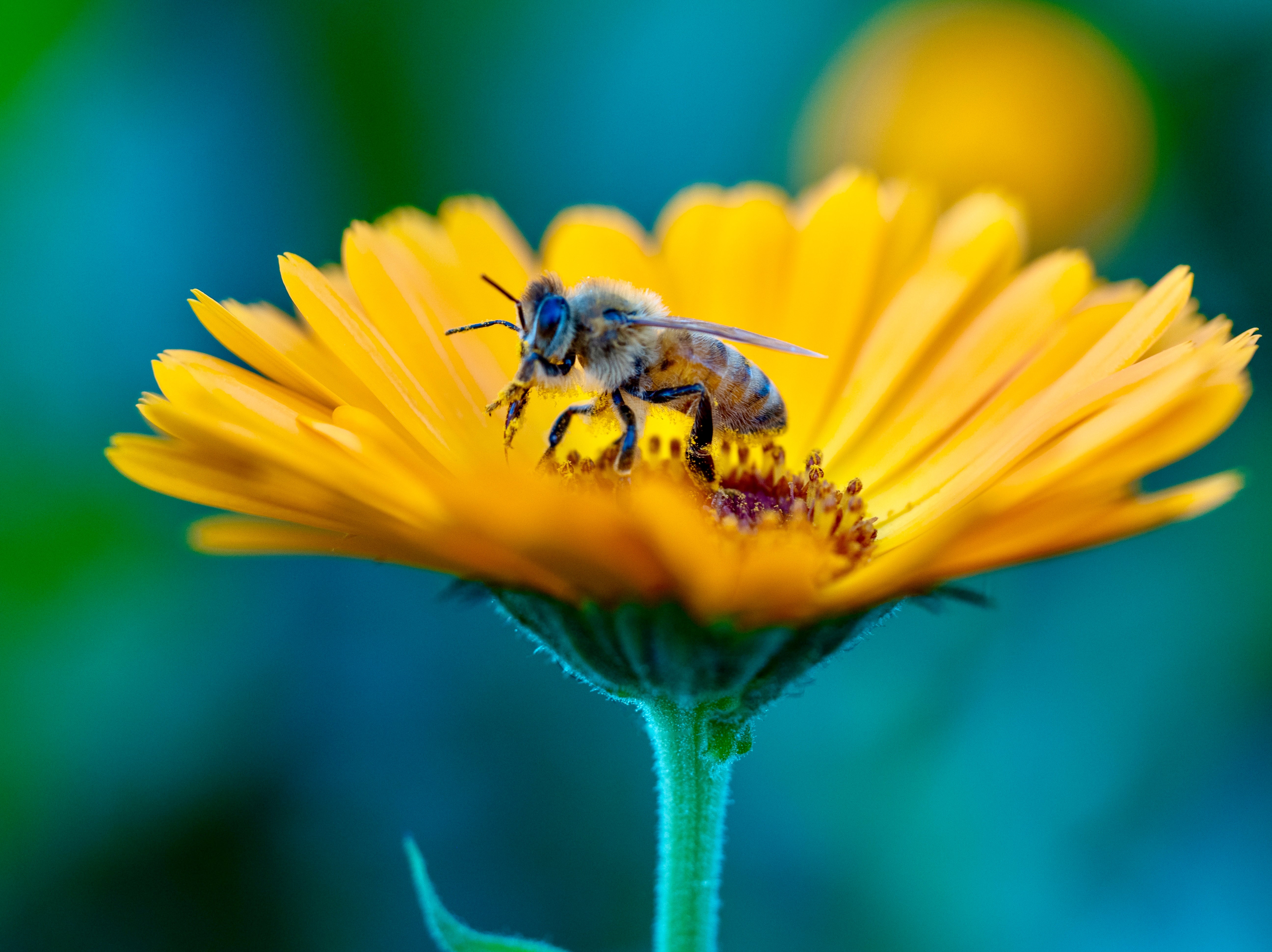 Honey bees are important pollinators for helping flowers, fruits and vegetables grow