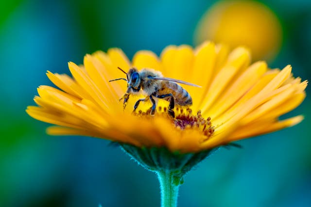 <p>Honey bees are important pollinators for helping flowers, fruits and vegetables grow </p>