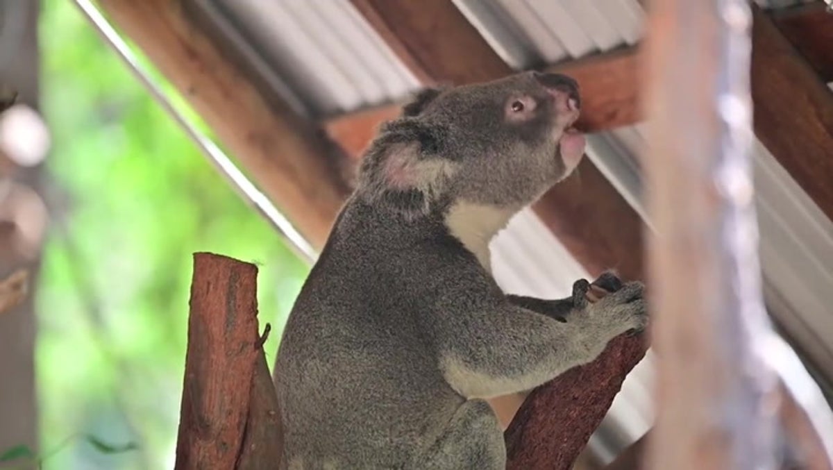 Male Koala ‘bellows’ to attract nearby females as it lets out bizarre mating call