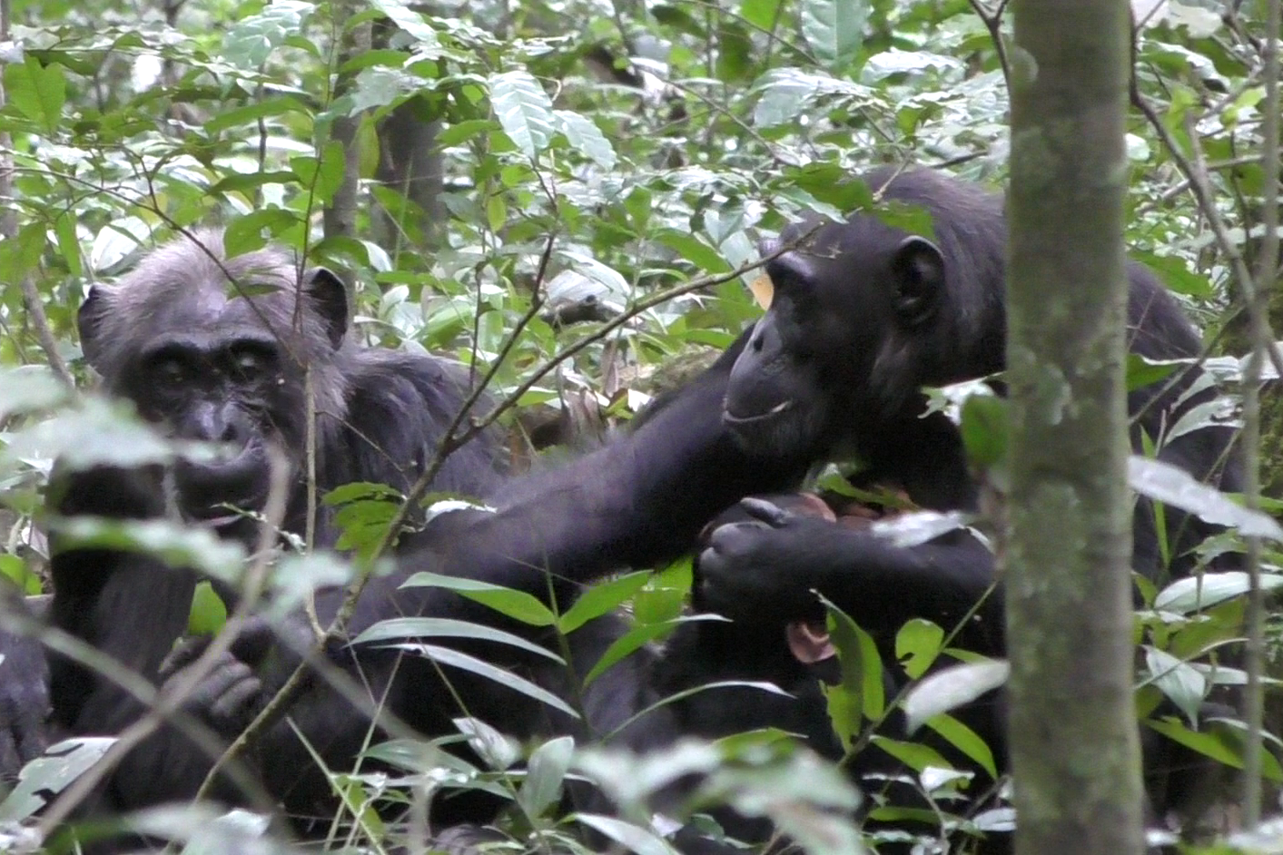 Wild chimpanzees show others objects simply to share attention (Claudia Wilke/University of York)
