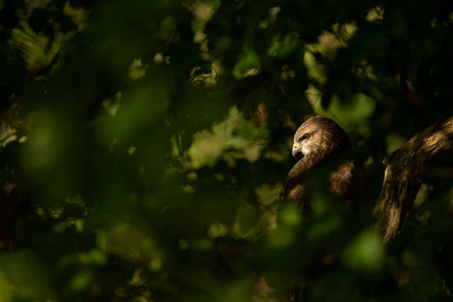 A buzzard in trees (RPSB/PA)