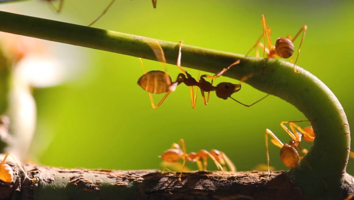 Fire ants 'raining down' on Hawaiian island, Lifestyle