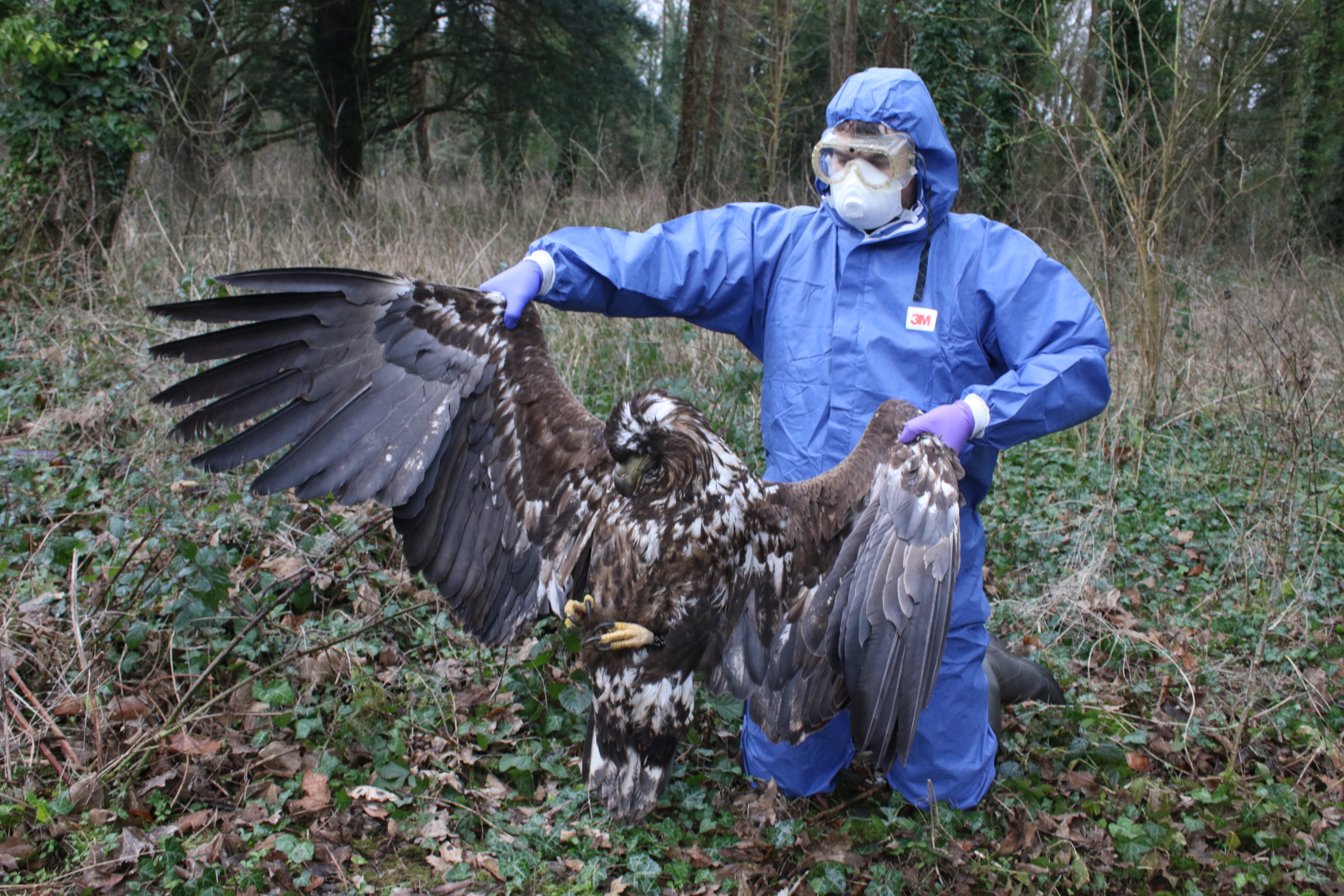 The UK’s largest bird of prey is the white-tailed eagle. This one was found having been poisoned on a shooting estate in Dorset