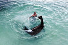 Horse race culture runs deep on Colombia's San Andres Island