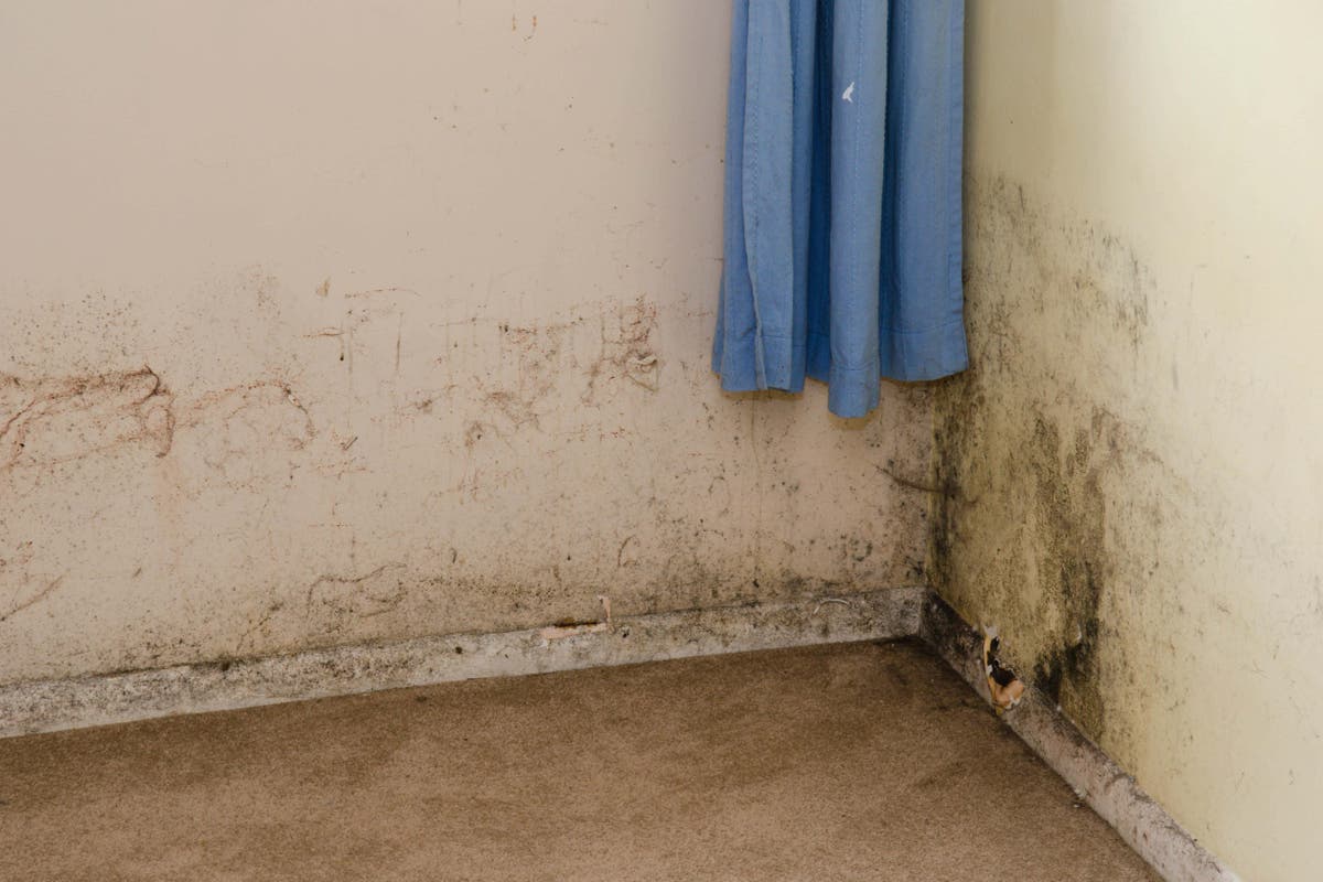 what-causes-damp-and-mould-how-to-spot-the-effect-of-on-children-s