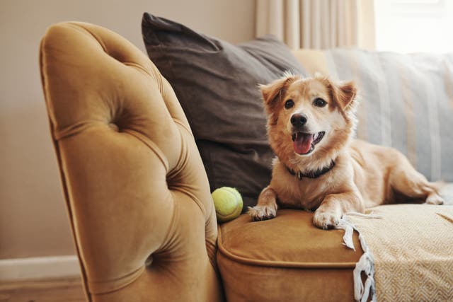 <p>Dogs are an integral part of many family homes</p>