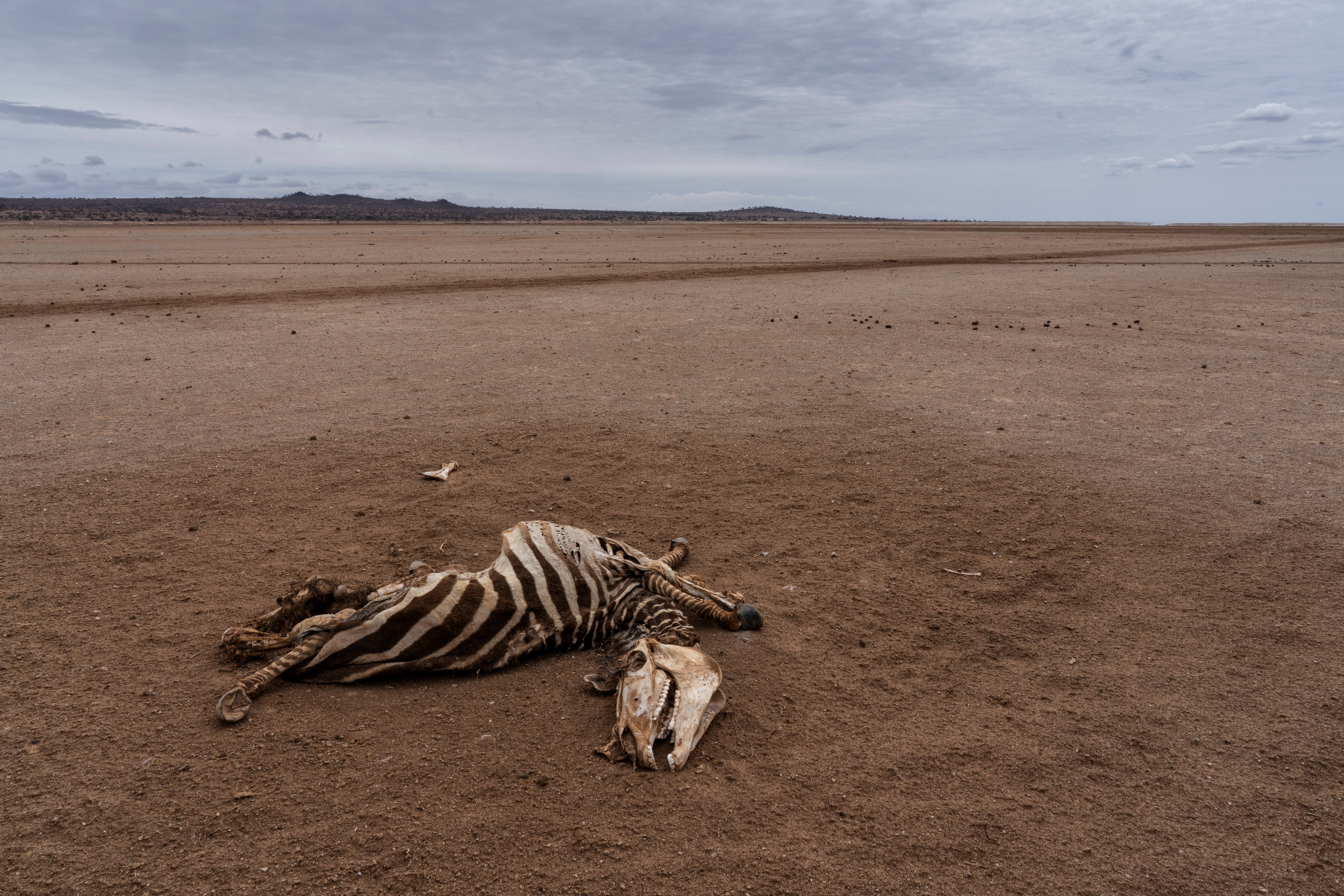 The carcass of a zebra near Kimana in southern Kenya. Access to water for drinking is not so much the issue - lack of rain has meant there is almost nothing for the animals to eat