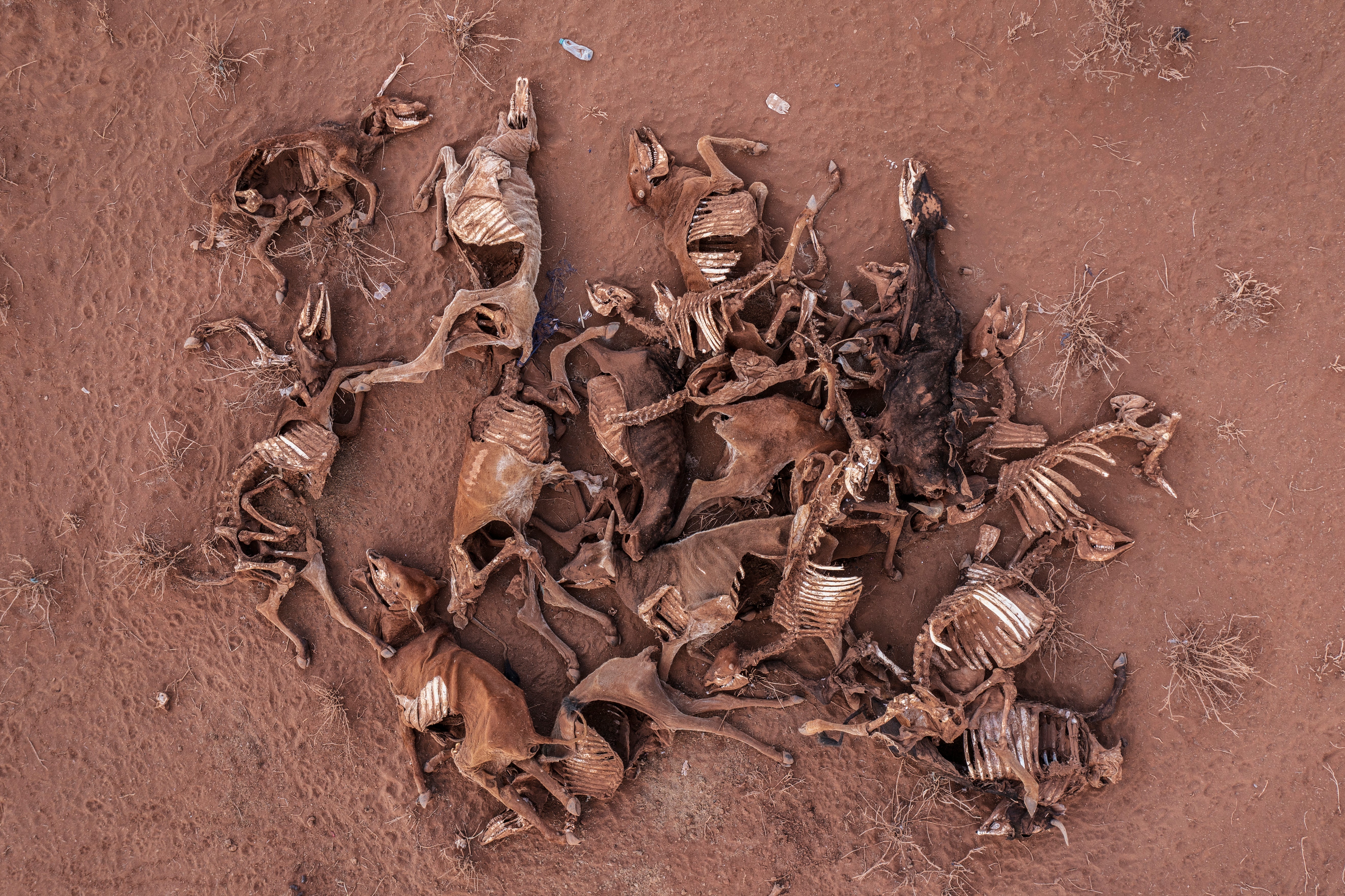 Skeletons of cows litter the landscape around the boma of Ormakau near Amboseli. Their owner, Moses Leyian started with 390 cows and now only has 43 left
