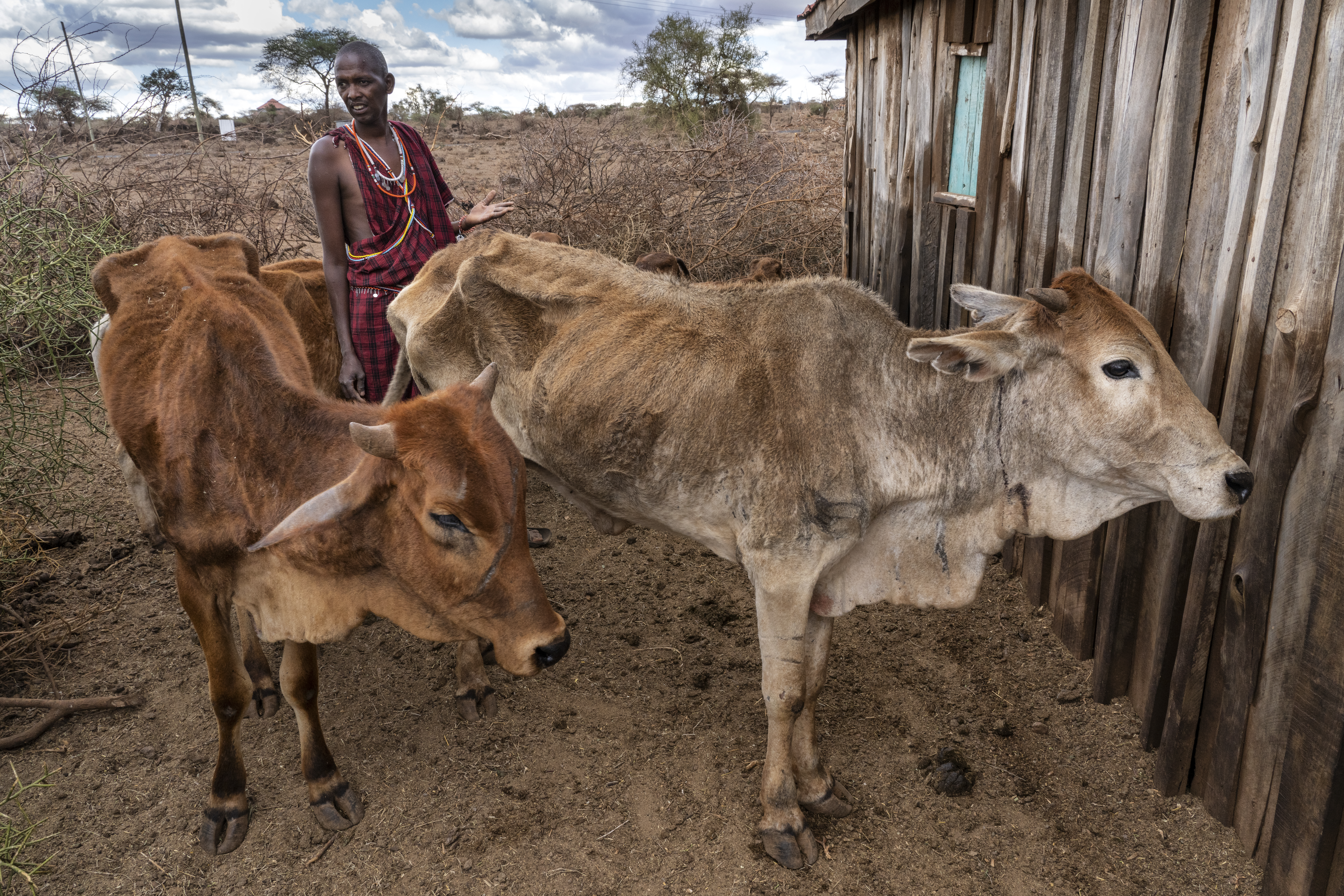 More Maasai are leasing land for farming as they struggle to maintain their herds of cows.