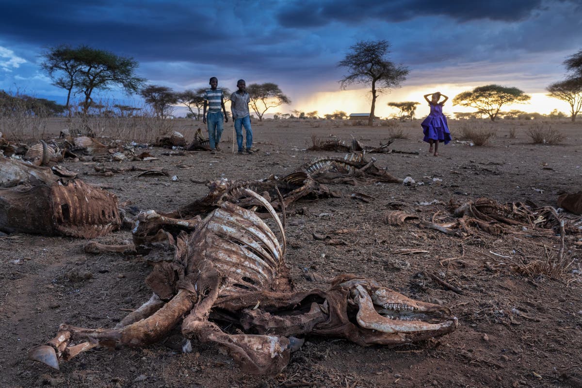 ‘Everything is dead’ Animal carcasses litter Kenyan landscape as Horn