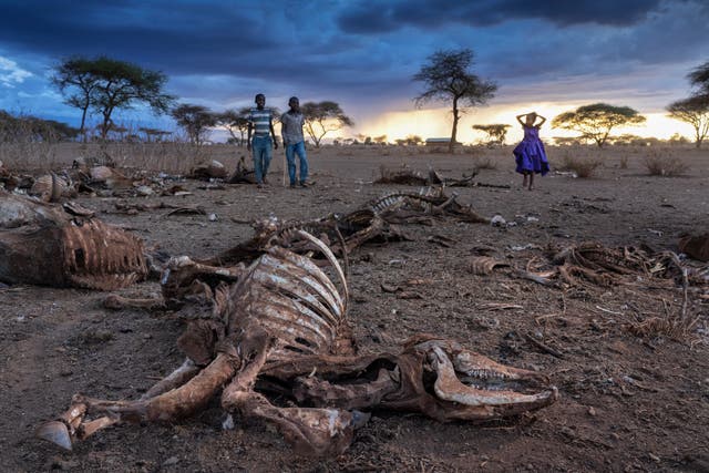 <p>Skeletons of cows litter the landscape around near Amboseli National Park in southern Kenya</p>