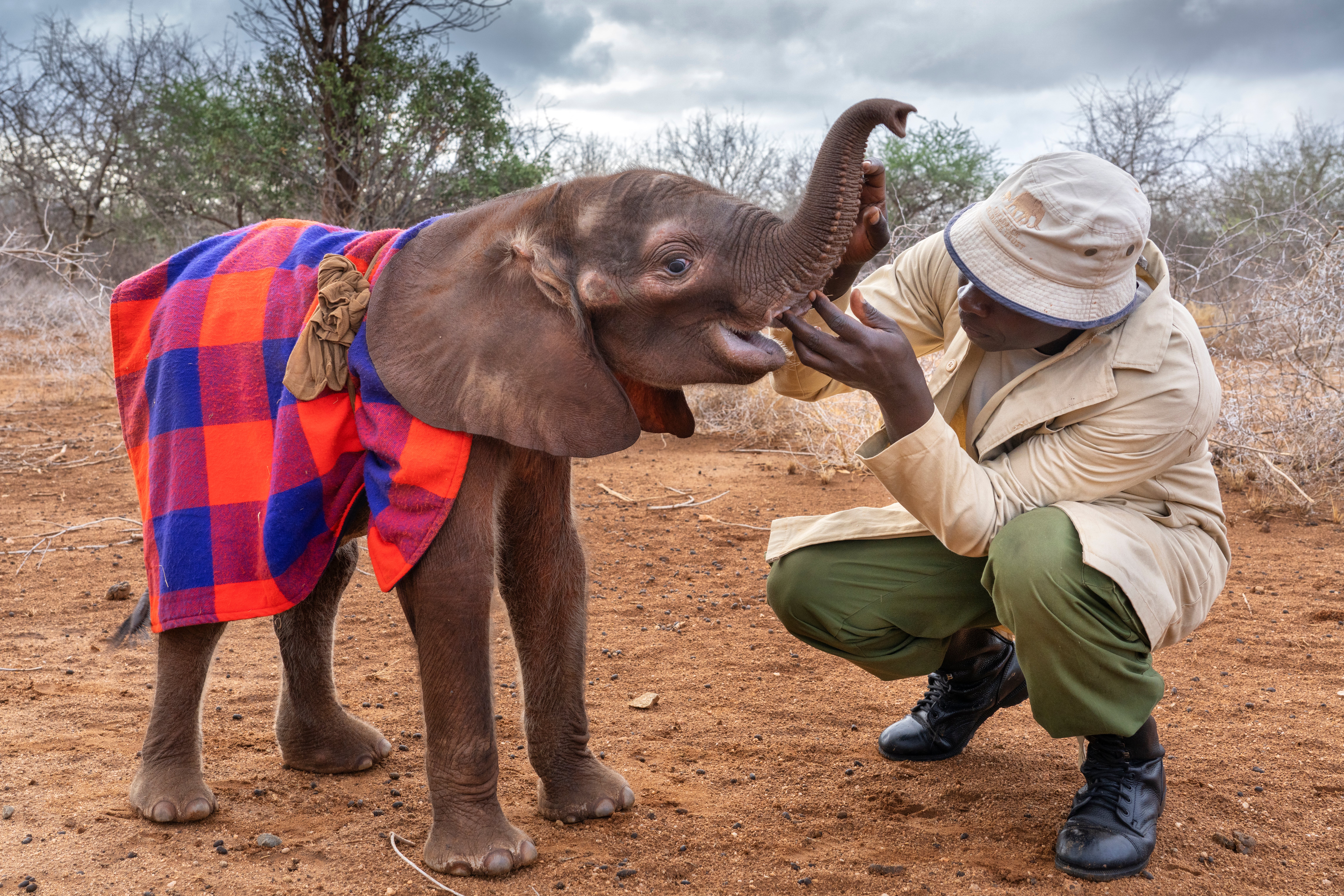 A young elephant, orphaned by the drought plays with its keeper at a David Sheldrivk Wildlife Trust Facility in Tsavo National Park