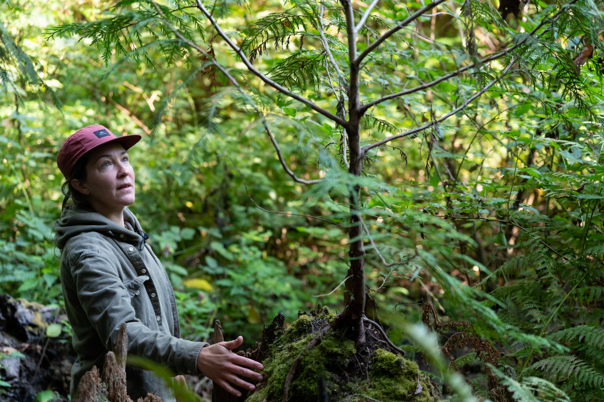 As climate change progresses, trees in cities struggle