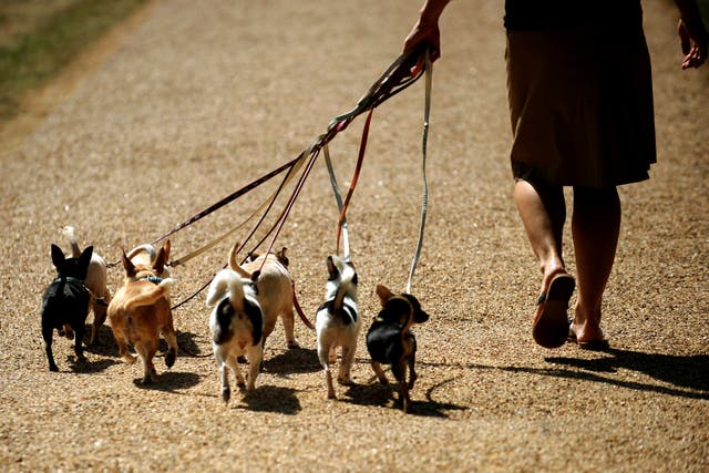 <p>Dog owners expect to spend around £100 on average on gifts for their pets this Christmas, according to charity Guide Dogs (Anthony Devlin/PA)</p>
