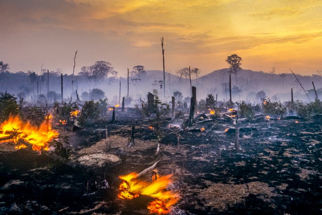<p>Humanity is ‘pushing the world’s largest rainforest alarmingly close to a precipice'</p>