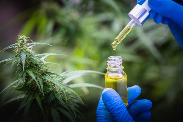 <p>CBD is an essential component of medical marijuana and is derived directly from the hemp plant, a cousin of cannabis </p>