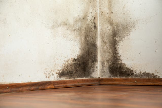 <p>Black mould buildup in the corner of an old house
</p>