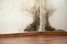 Toxicologist explains what black mould in the home does to your health
