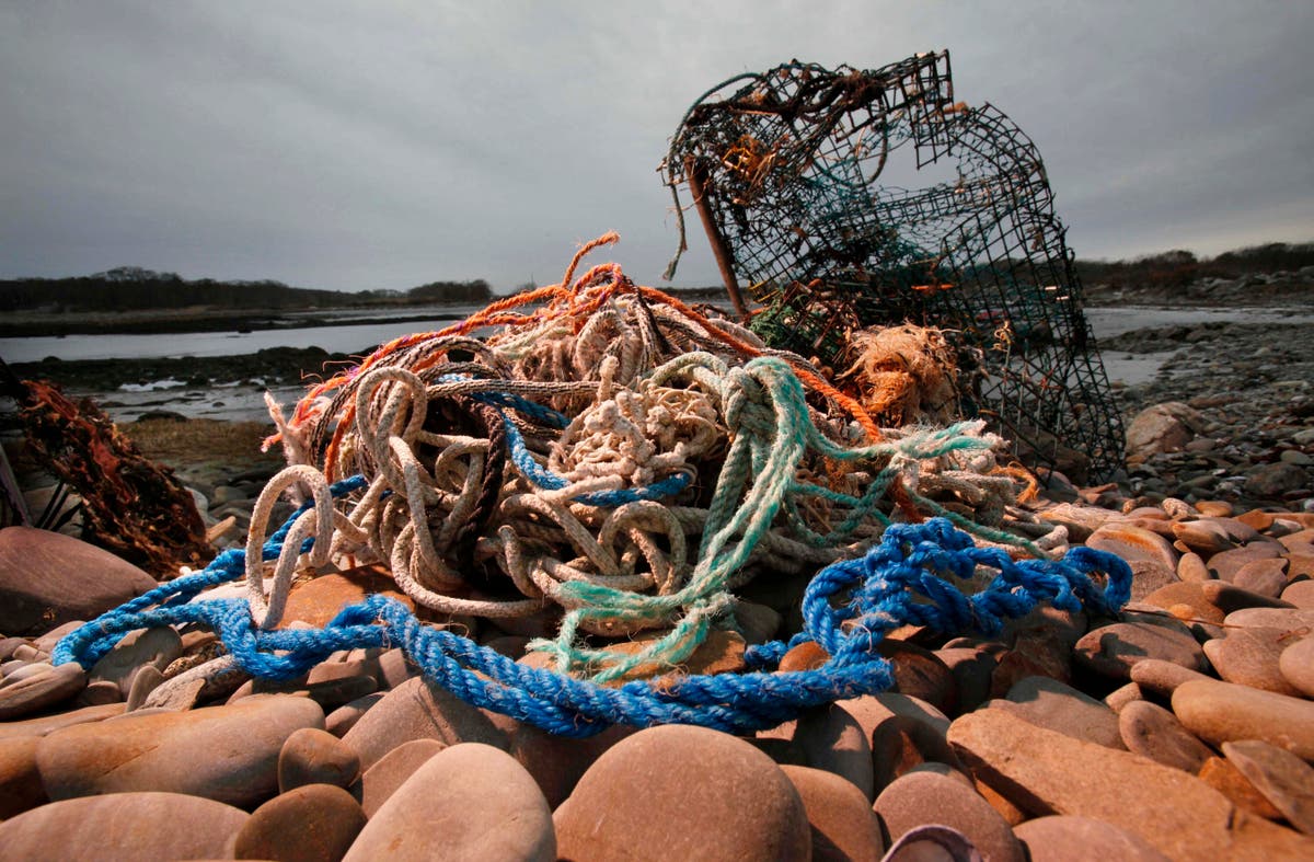 Sustainability group pulls lobster certification over whales
