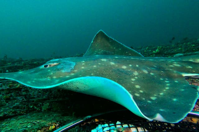 The flapper skate is a critically endangered species (Orkney Skate Trust/PA)
