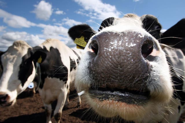 Stirling University is planning to go dairy and meat free by 2025 (David Cheskin/PA)