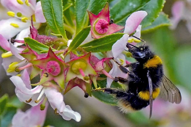 Social bees travel greater distances for pollen and nectar than their solitary counterparts, according to scientists (Peter Byrne/PA)