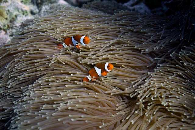 COP27-AUSTRALIA-GRAN ARRECIFE DE CORAL