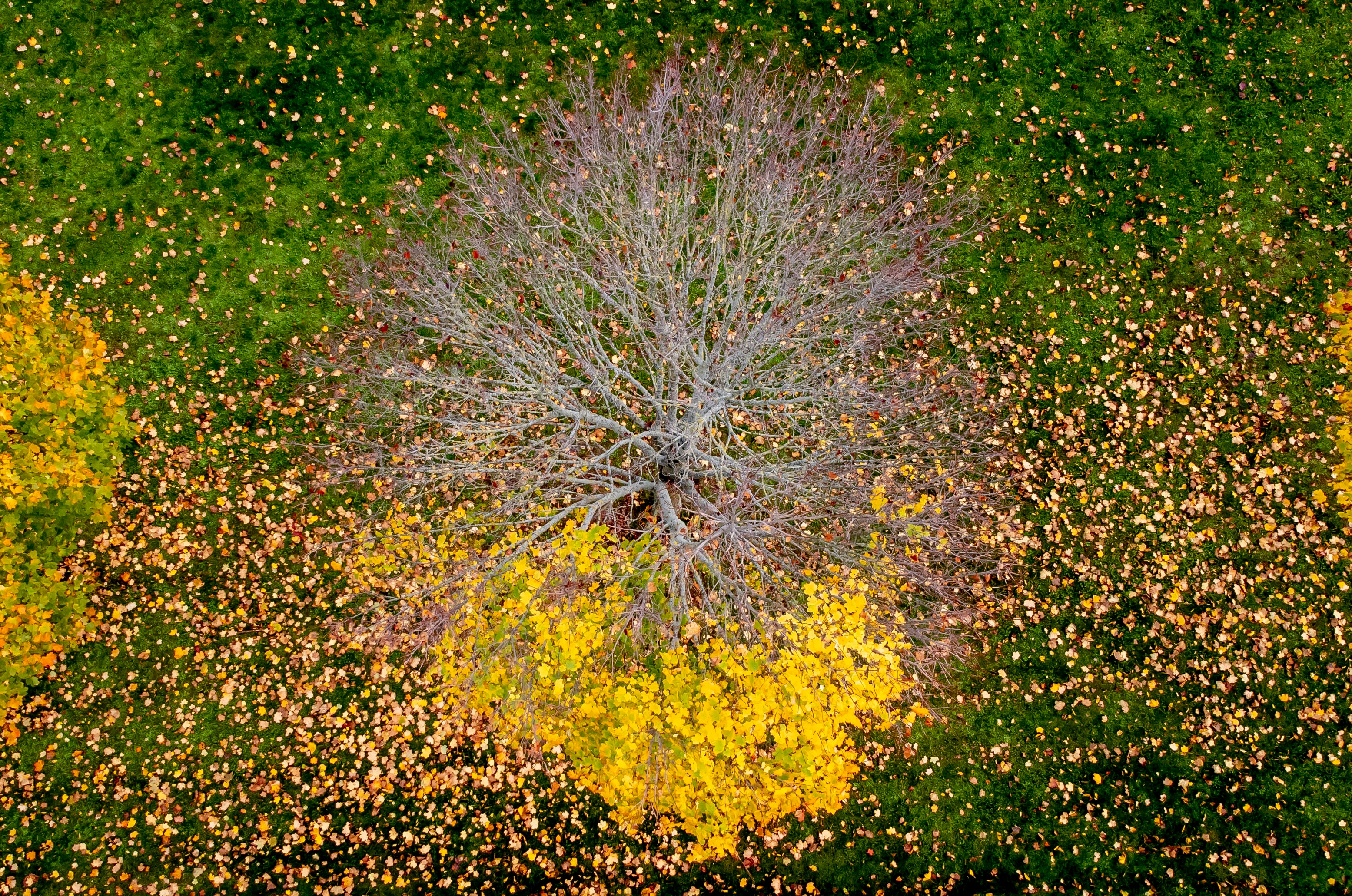 Germany COP27 Climate Summit
