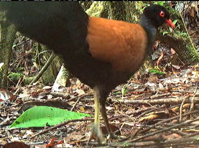 <p>A Black-naped Pheasant Pigeon has been spotted by scientists after almost 140 years</p>