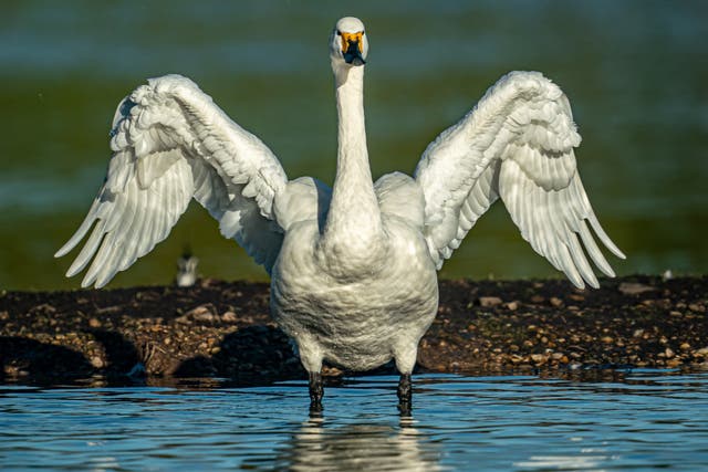 Bewick’s Swans arrive at Slimbridge Wetland Centre, Gloucestershire, after a 3,500km migration flight (Ben Birchall/PA)