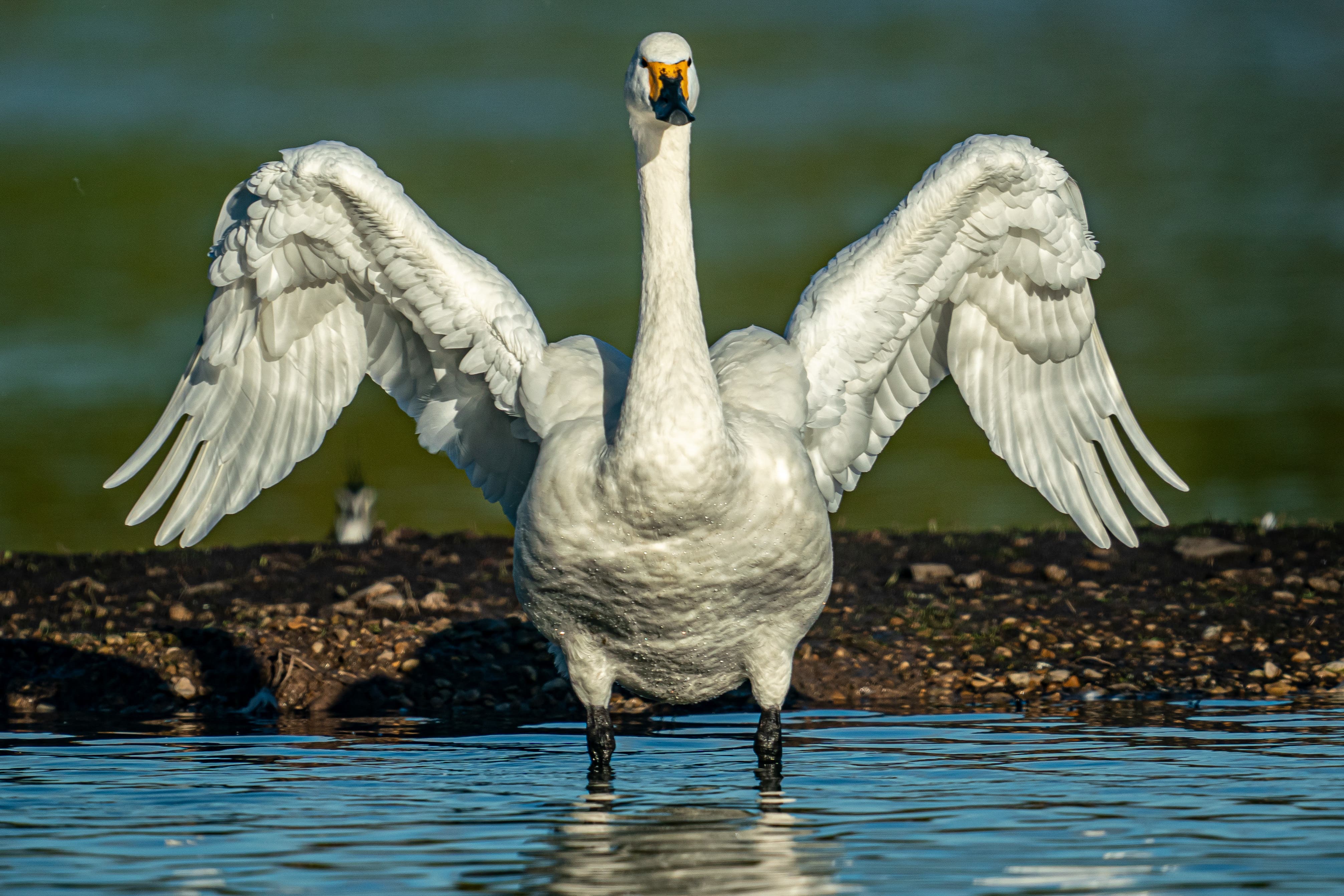 Swans Late Arrival Could Be Linked To Warmer Weather The Independent