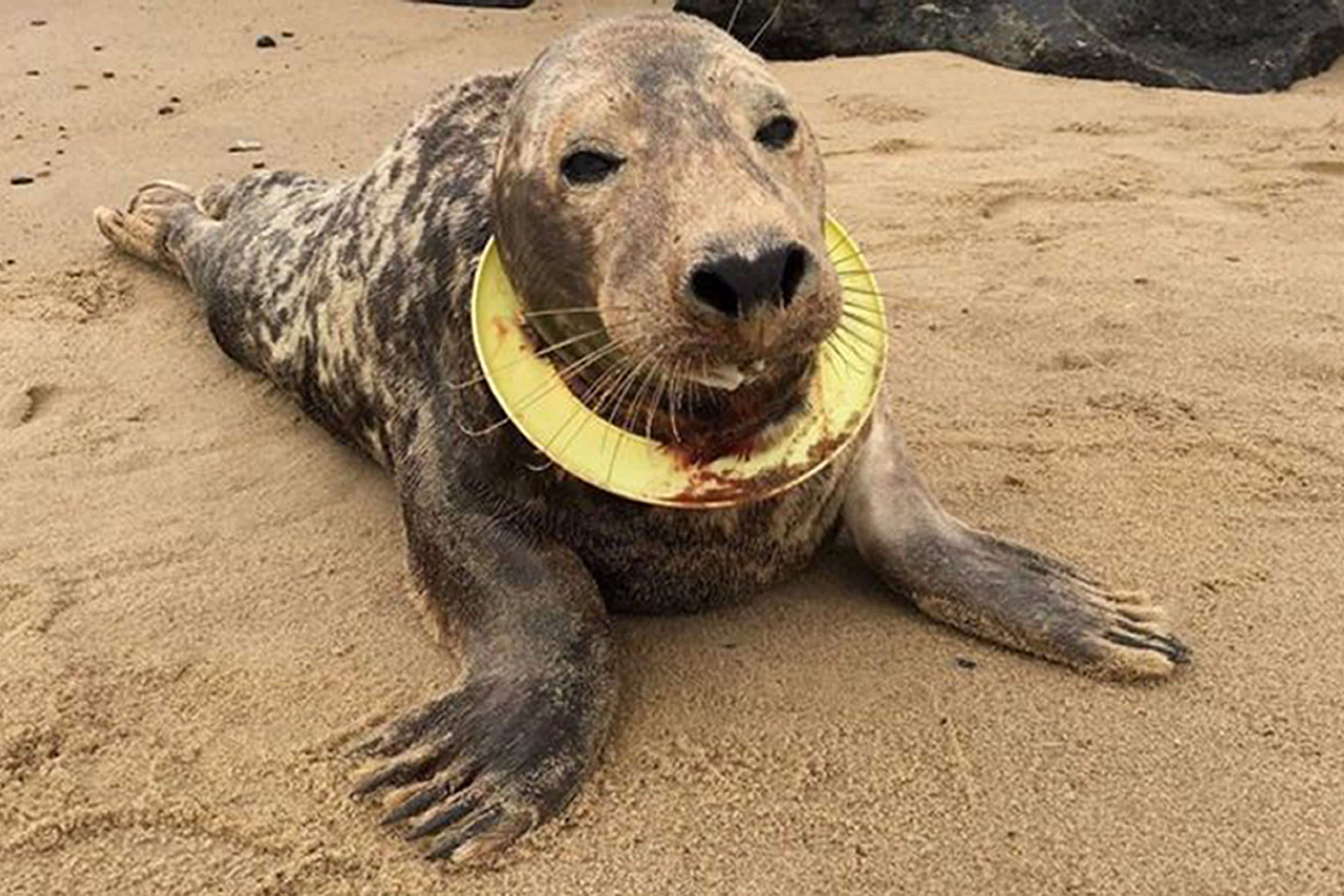 A seal trapped in a frisbee