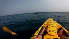 Kayaker films breathtaking close encounter with humpback whale and her calf